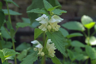 Lamium albumWitte dovenetel bestellen